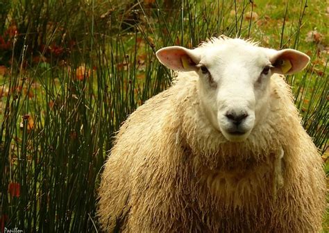 Sheep Sheeps Wool Free Photo On Pixabay