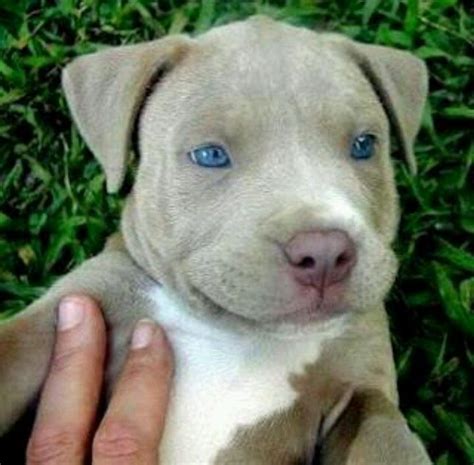 Beautiful Animals Pitbulls American Pitbull Terrier Puppies With