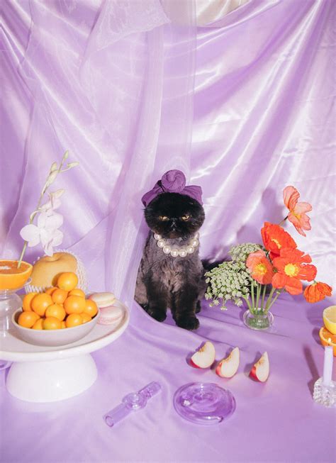 A Self Care Editorial With Muaddib The Cat Animal Photoshoot Dog