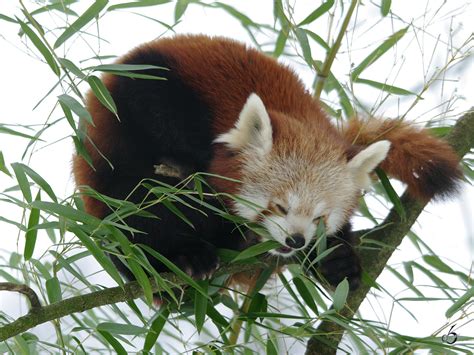 Ein Kleiner Panda Und Der Geliebte Bambusstrauch Im Dortmunder Zoo