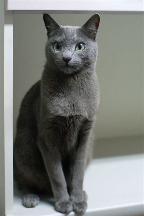 Pin By Marcus Hoskins On Un Beau Chat Russian Blue Cats Russian
