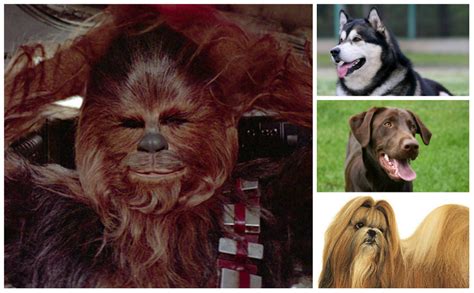 If Chewbacca Were A Dog What Type Of Dog Would He Be Barkpost