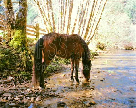 Photo Of Drinking Horse By Photo Stock Source Farm Walton Oregon Usa