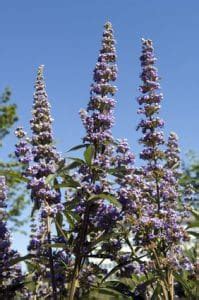 Hier präsentieren wir dir alle von uns näher getesteten mönchspfeffer produkte. Mönchspfeffer (agnus-castus) Wirkung, Dosierung ...