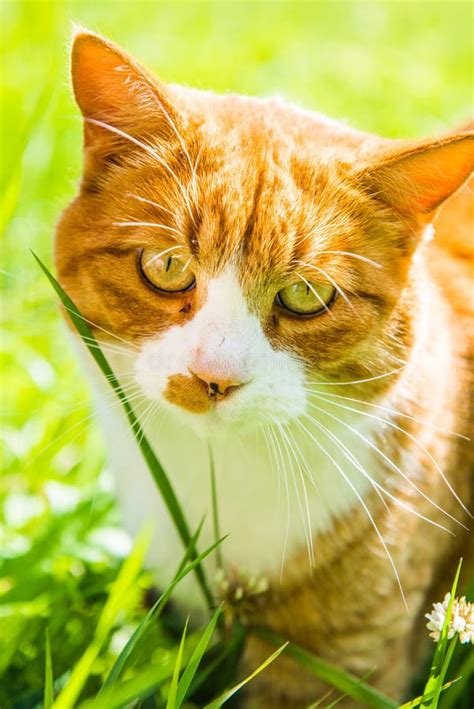 Red Cat Is Sitting In Green Grass Close Up Stock Photo Image Of Field