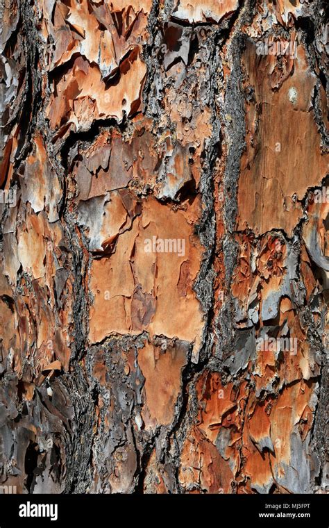 Longleaf Pine Tree Bark Stock Photo Alamy