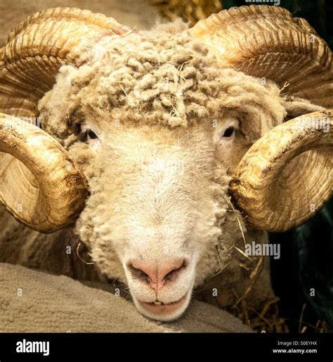 Horned Dorset Ram Sheep Stock Photo Alamy