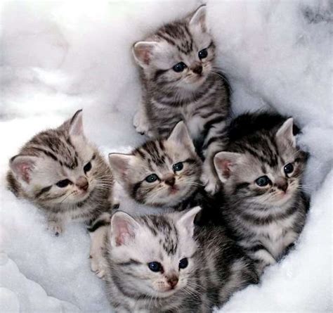 45 Very Cute American Shorthair Kitten Pictures And Photos