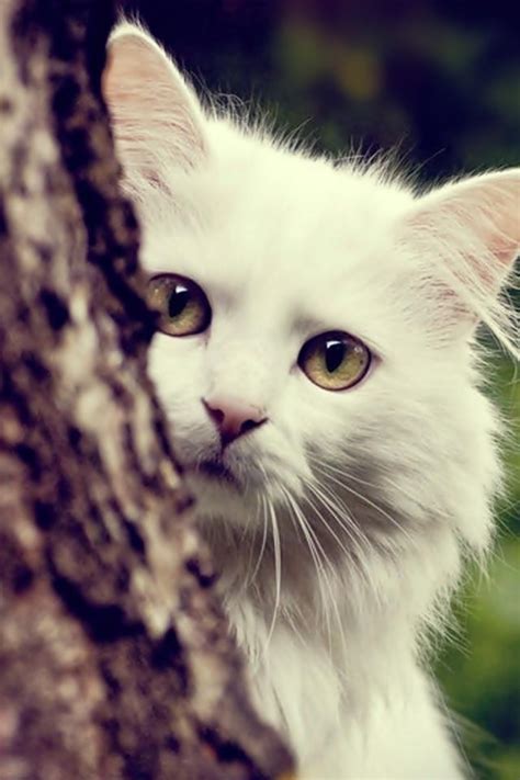 اجمل صور قطط بالصور اكثر القطط جمالا و كيوت صور جميلة