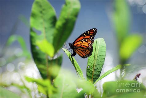 Egg Laying Monarch Butterfly Photograph By Kerri Farley Pixels