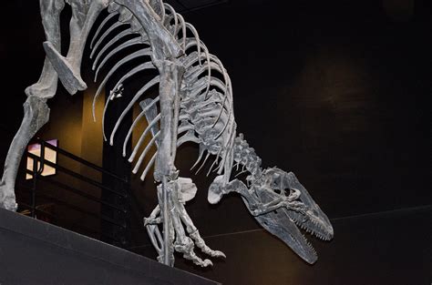 Allosaurus Fragilis Big Al From Below Big Horn County Flickr
