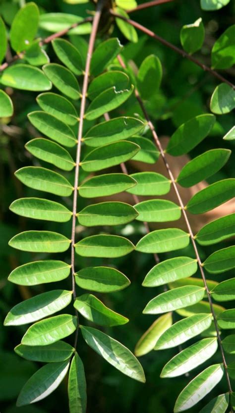 Global popularity of tongkat ali herb attracted many scientists to validate its potential benefits as an alternative health supplement. Tongkat ali in the wild - Forest of Malaysia | Plant ...