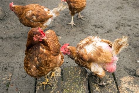 The Chicken Hearted Origins Of The Pecking Order Discover Magazine