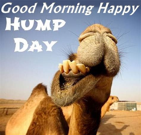 Good Morning Happy Hump Day Camel Pictures Photos And Images For Facebook Tumblr Pinterest