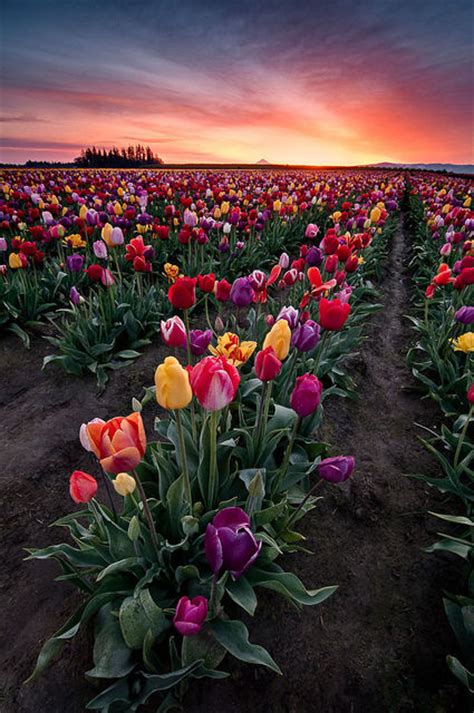 Field Of Colorful Flowers Pictures Photos And Images For Facebook