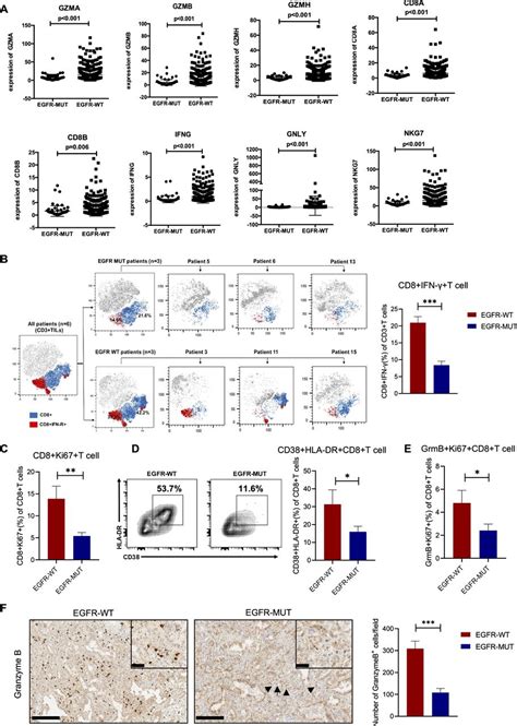 Interleukin Induces Expression Of Cd On Cd T Cells To Potentiate