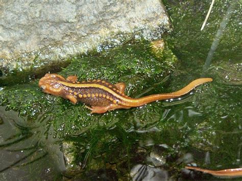 Emperor Newt Facts And Pictures