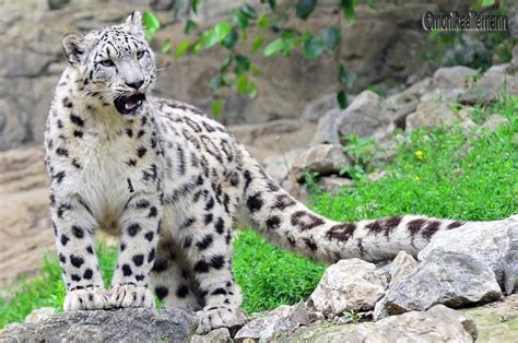 Animal Lovers The Snow Leopard Known For Its Beautiful Thick Fur Has