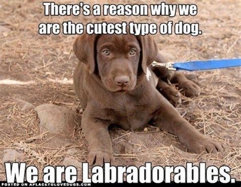 16 Best Labrador Memes To Raise Your Mood