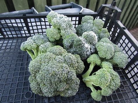 Growing Broccoli In A Container The Garden