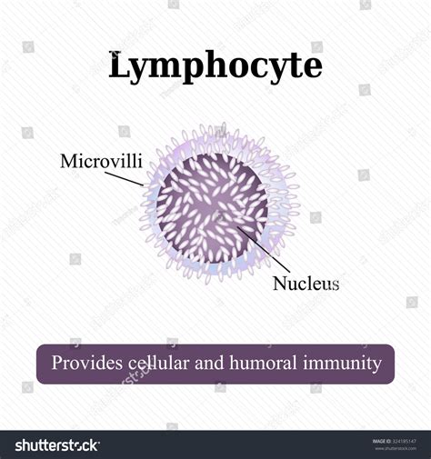 Lymphocytes Cell Diagram