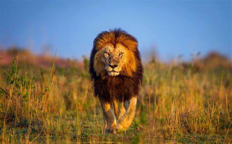 Kenya Animals Lion Sfondi Gratuiti Per Widescreen Desktop Pc 1920x1080