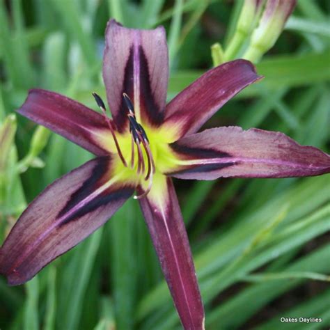 Black Arrowhead Oakes Daylilies