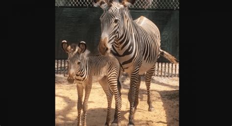 Grevys Zebra Foals Born At Walt Disney World Disney Dining
