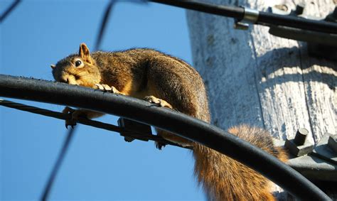 The Struggle With Squirrels How We Keep The Power Flowing By Keeping