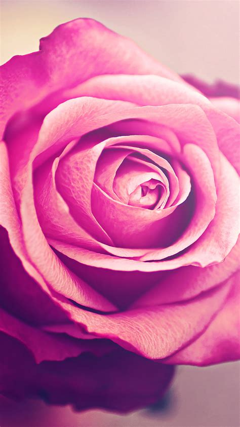 Pink Rose Wallpaper Iphone Never Underestimate The Influence Of