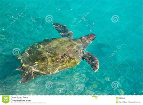 Swimming Sea Turtle Stock Photography Image 6984952