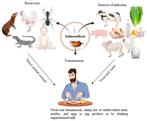 Foods Free Full Text Human Salmonellosis A Continuous Global