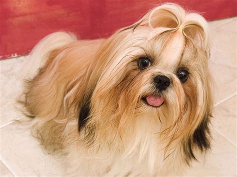 21 Cute Pet Dogs With Trendy Hairstyles Dog Fashion Dogexpress
