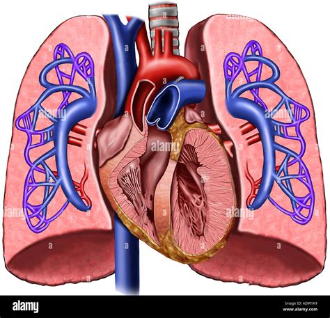 Heart And Lungs With Pulmonary Artery Circulation Stock Photo 7711224