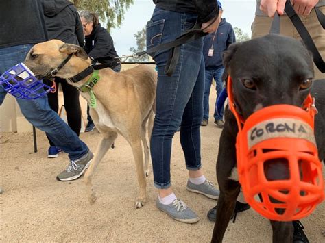 Former Racing Greyhounds Shipped To Arizona For Adoption