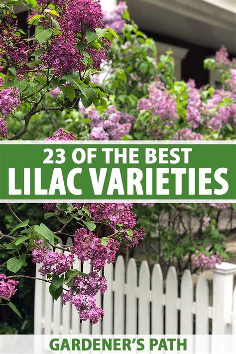 23 Of The Best Lilac Varieties Gardeners Path