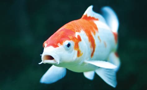 Ikan Koi - Nakama Aquatics