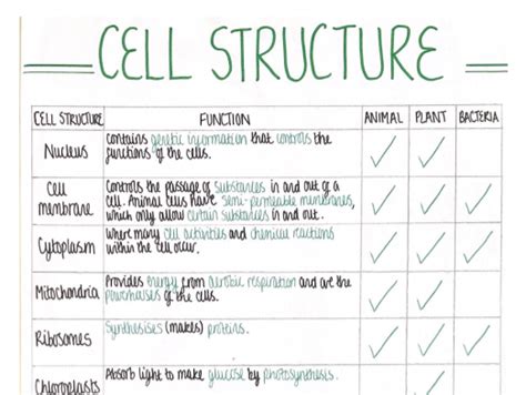 Cell Structure 2 Cell Biology Revision Poster Aqa Gcse Biology