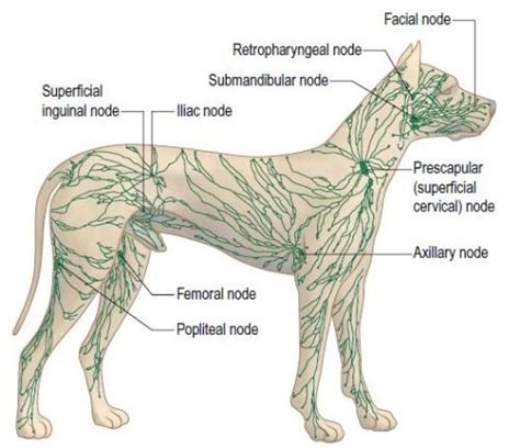 Scientific Illustration Dog Anatomy Vet Medicine Vet Assistant