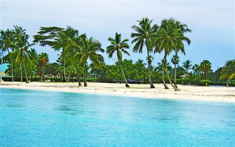 Bahamas Beach Palm Trees Summer Scenery Hd Wallpaper Visualização