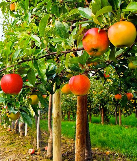 Buy Fruit Trees From Grandpa S Orchard Nursery