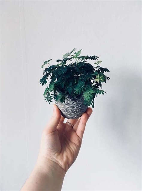 Oddly Intriguing Indoor Plants Youve Probably Never Heard Of Pretty