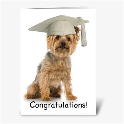 Graduation Yorkie With Cap Congrats Greeting Card Yorkshire Terrier
