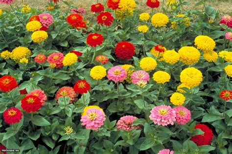 Zinnia Flowers Providing Garden Color From Spring Until Frost Hgtv