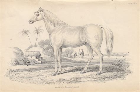 Rare Antique Original Marengo Bonapartes Arab 1841 Jardine Mammalia