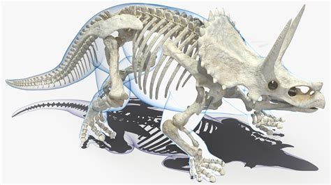 3d Triceratops Skeleton Fossil Turbosquid 1515567