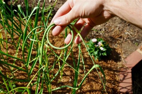 When To Harvest Garlic Scapes Easy Guide Geeky Greenhouse