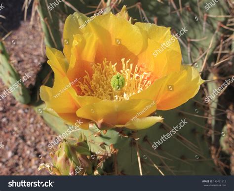 Bright Yellow Flower Of Prickly Pear Chollas Cactus In Arizona Spring