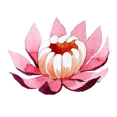 Pink Lotus Watercolor Botanical Illustration Stock Illustration