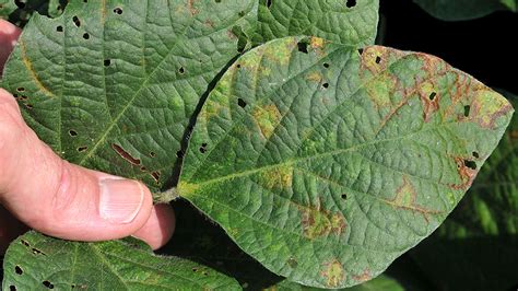 Soybean Vein Necrosis Virus In Indiana Usa Global Plant Protection News